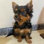 Luke - o doguinho número 1 da Família Radiante - @lukedriver_ - Instagram