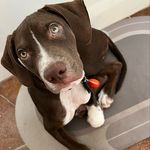 Luke Dunlap - @tombstone_luke_the_catahoula - Instagram