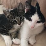 Luke og eddy - @eddy_oglukepus - Instagram