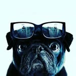 luke forster - @smart_pug_213 - Instagram