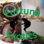 Luke Fortune - @fortunaexotics - Instagram