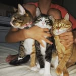 Albemir Filho (Maninho) - @luke.mia.e.garfield - Instagram