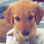 Luke | The Golden - @luke_glenn_the_golden - Instagram