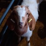 Luke Gower - @luke.gower.37 - Instagram