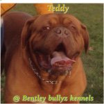 Luke Halloran - @bentley_bullyz - Instagram