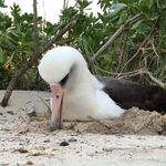 Luke Halpin - @halpinwildlife - Instagram