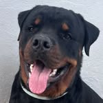 Luke - @luke.hottweiler - Instagram