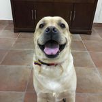 Luke - @luke_skybrador_jaramillo - Instagram