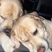 Luke Laxton - Facebook