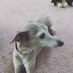 Lukelindeman - @chadfaze - Instagram