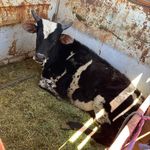 Luke Mackey - @lmbucking_bulls_ - Instagram