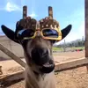 Luke - @luke_mcmahon6158 - TikTok