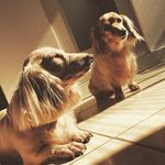 🐾Luke & Marvin🐾 - @lukeemarvin - Instagram