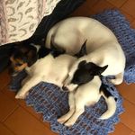 LÉIA - LUKE - MATHIAS - TOBIAS - @jacks_grangeias - Instagram
