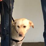 Luke Held Mayo - @angie_the_lab - Instagram