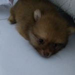 um cachorro muito chato - @luke_.mello - Instagram