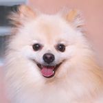 🐾 Luke Monteiro 🐾 - @luke.lukinhas - Instagram