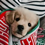 Luke Ferreira Monteiro - @luke_theskydog - Instagram