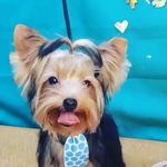 Luke Gonçalves Monteiro - @luke_doggm - Instagram