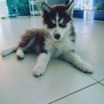 Luke - @luke.monteiro - Instagram