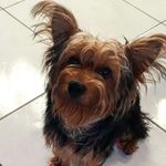 Luke Monteiro - @luke.fofo - Instagram
