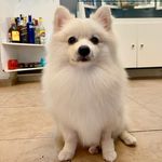 Luke Monteiro - @luke.lulupomerania - Instagram