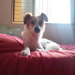Lulu - @_luke.monteiro - Instagram