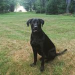 Luke Nolan - @this_is_bullet101 - Instagram
