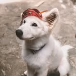 Luke 🐾 - @_lukepastorsuico - Instagram