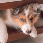 🦊LUKE - Pastor de Shetland - @the.luke.sheltie - Instagram
