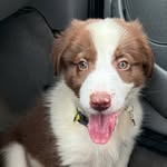 Luke 🐾 - @luke.pastoraustraliano - Instagram