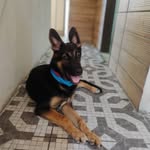 Luke | Pastor Alemão 🐶 - @pastoralemaoluke - Instagram