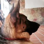 Luke pastor Alemão Camaçari Ba - @my.dogluke - Instagram