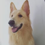 Luke_pastorsuiço - @luke_pastorsuico - Instagram