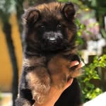 Luke Von Espirit kadosch 🐾 - @luke_pastor.alemao - Instagram