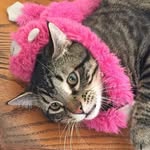 Luke - @lukepencethecat - Instagram