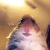 Luke Penney173 - @mrsergantgrizlybear - TikTok