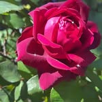 Luke Pham - @hpluke1968 - Instagram