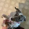 Luke Putman - @mrkangeroo - TikTok