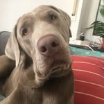 Luke Bandite Richter - @lukethesilverlab - Instagram