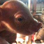 Romine_Farms - @luke_romine - Instagram