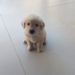 Luke Salazar - @goldenretriever_goodboy_luke - Instagram