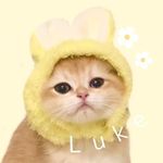 ブリティッシュショートヘアーゴールデンの𝕃 𝕦 𝕜 𝕖 🌼🐱 - @luke.skywalker.nyan - Instagram