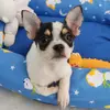 Luke Sky - @lukesky.chihuahua - TikTok