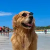 Luke Skywalker 🐾 - @luluke.sky - TikTok