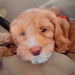 Luke Stanley, The Lovable Dood - @luke_stanley_the_dood - Instagram