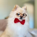 Luke | Lulu da Pomerania - @lukesternini - Instagram