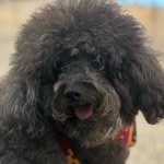 LUKE | POODLE TOY - @luketorresdog - Instagram