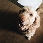 Luke Tracey - @loooouke - Instagram