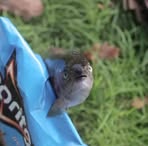 Lucky Trout - Facebook